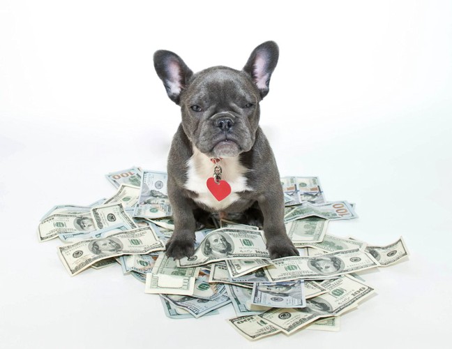 お金の上に座る犬