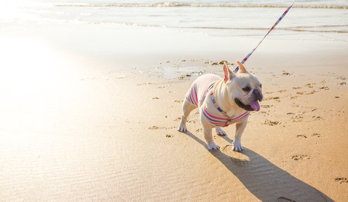 海辺を散歩するフレンチブルドッグ