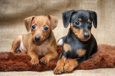 絨毯の上でくつろぐ２匹のミニチュアピンシャーの幼犬