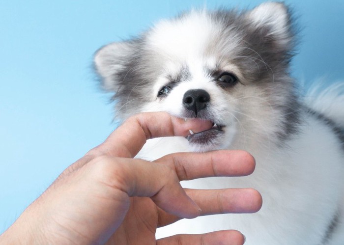 人の指を噛む犬