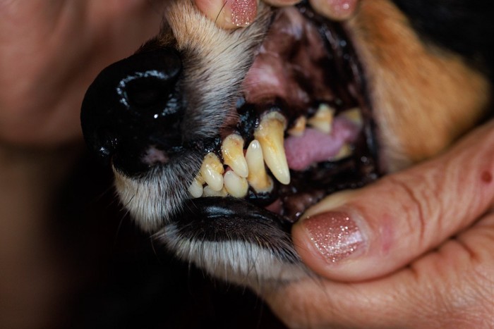 歯石がついた犬の歯