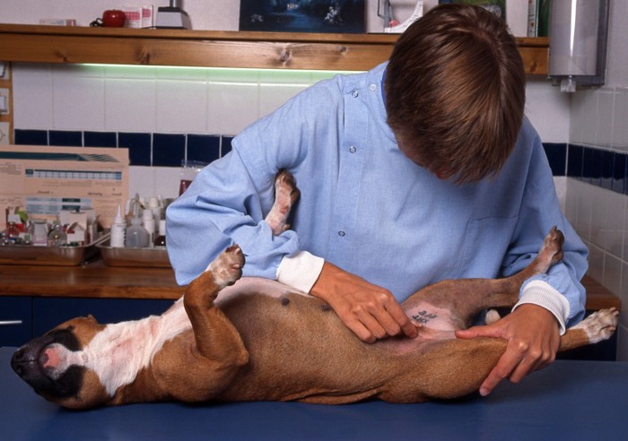 獣医に皮膚をチェックされている犬