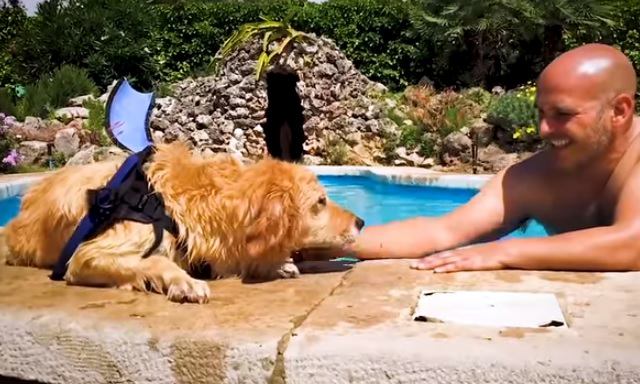 プールで泳ぐ犬と男性