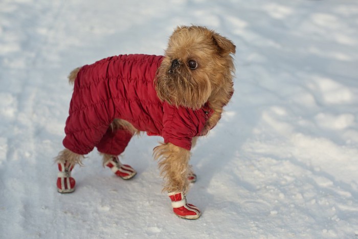 赤いコートと靴を着けた茶色い犬