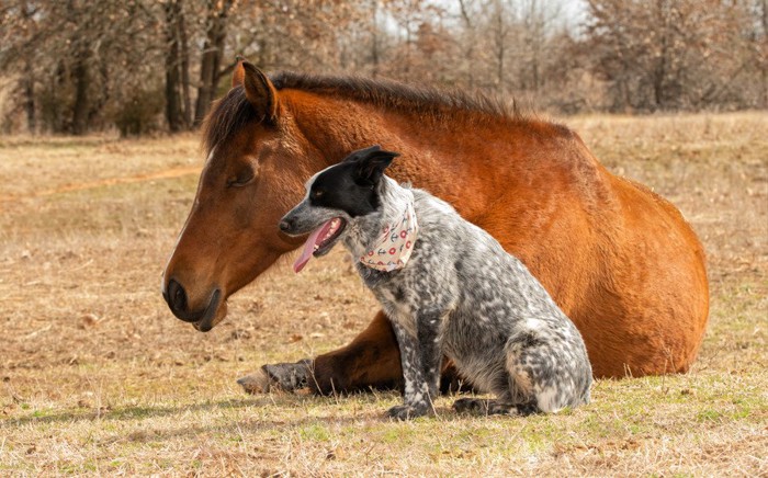 寄り添って休む馬と犬
