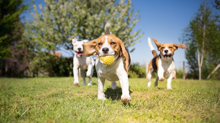 芝生の上を走り回って遊ぶ犬たち