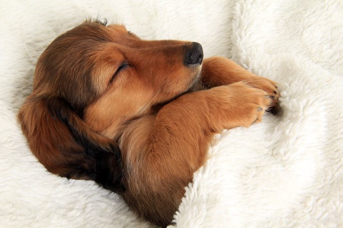 白い毛布で眠る子犬