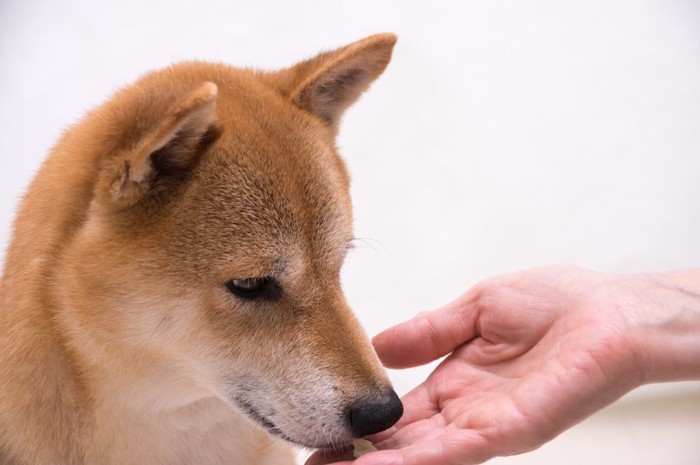 人の手から食べ物を与えられる犬