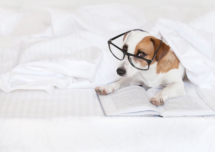 眼鏡をかけて本を読む犬