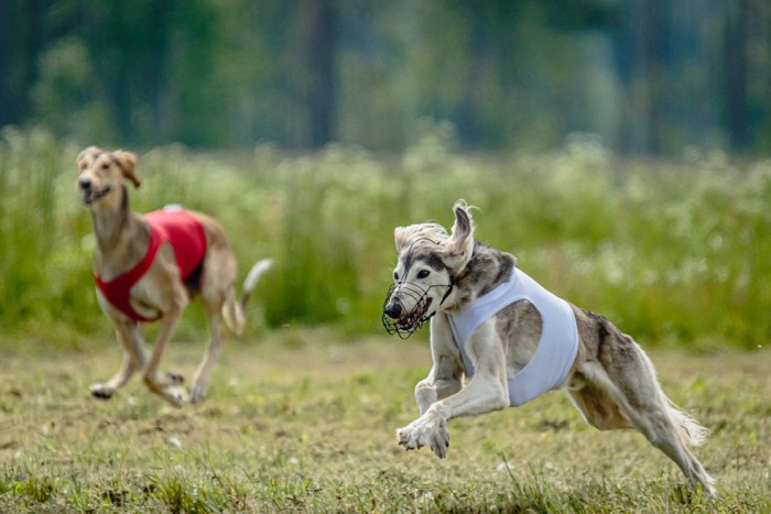 走る2匹の犬