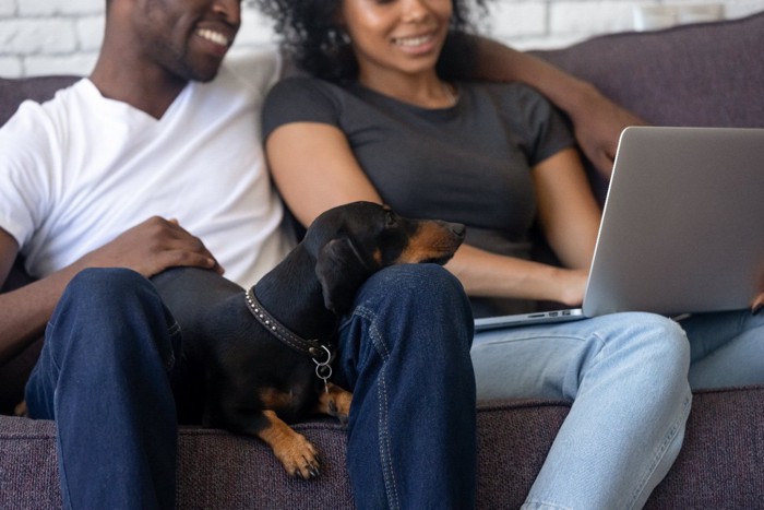 パソコンをしている女性と膝の犬