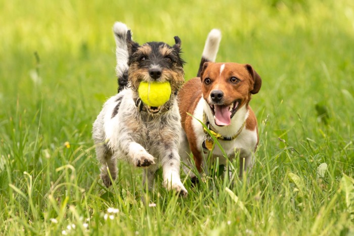 草原で遊ぶ2頭の犬