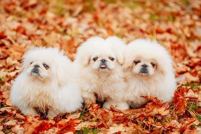 落ち葉の中で寄り添う３匹のペキニーズの幼犬