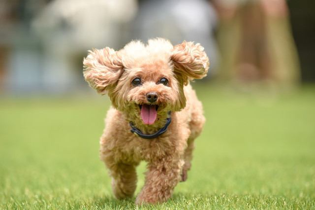 芝生で走るトイプードルの幼犬