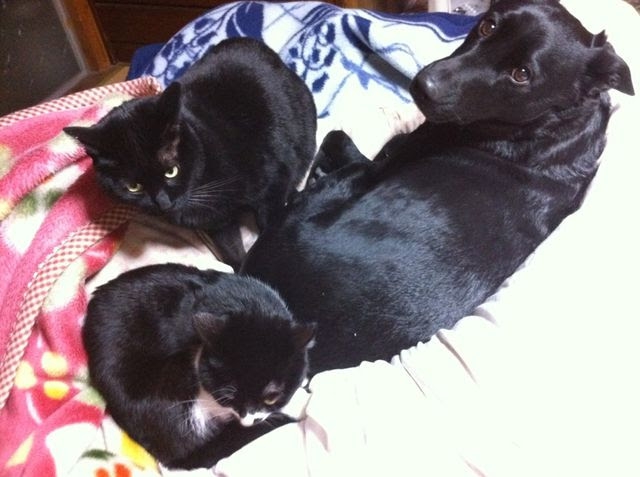 黒ラブと2匹の猫