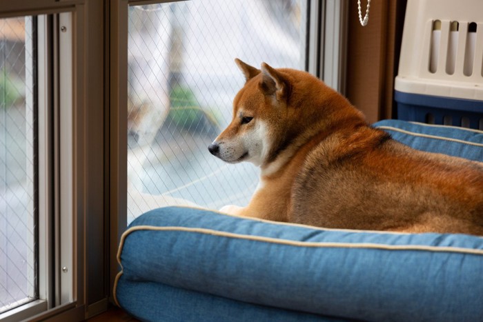 ベッドから窓の外を眺める柴犬