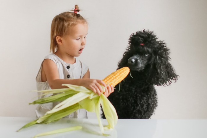 トウモロコシを持つ女の子と犬