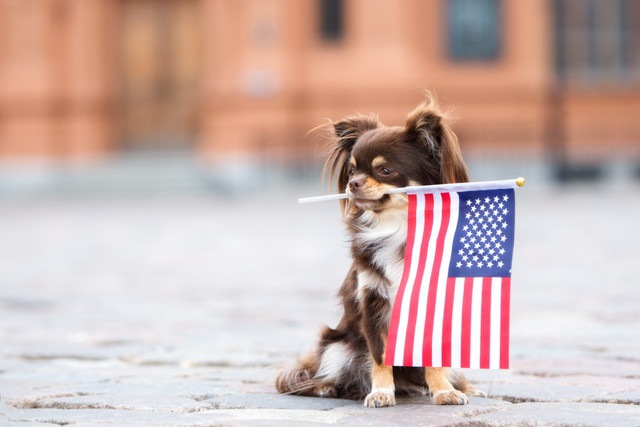 アメリカの国旗を咥えている犬