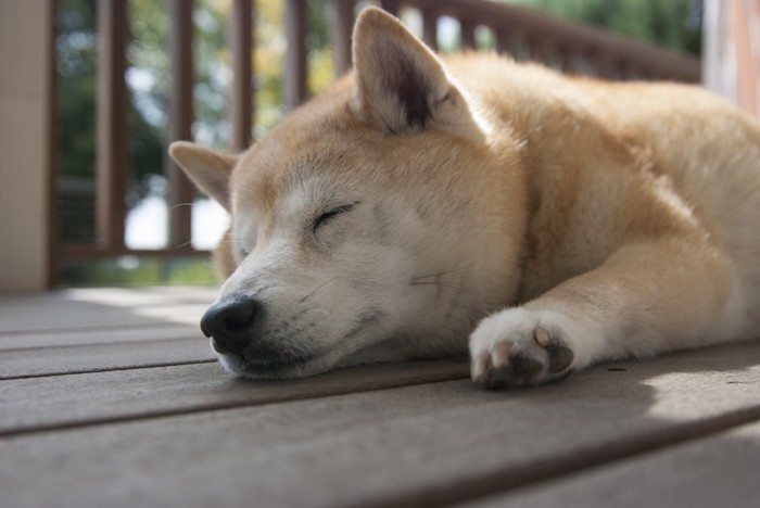 テラスで眠る柴犬