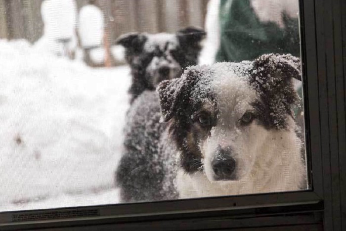 頭に雪が積もっている犬