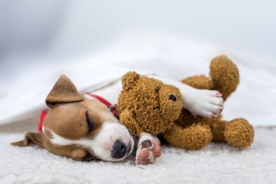 茶色いクマのぬいぐるみを抱いて眠るジャックラッセルテリアの幼犬