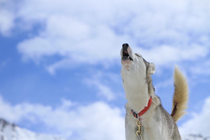 空に向かって遠吠えするハスキー犬