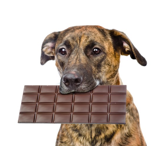 チョコレートをくわえた犬