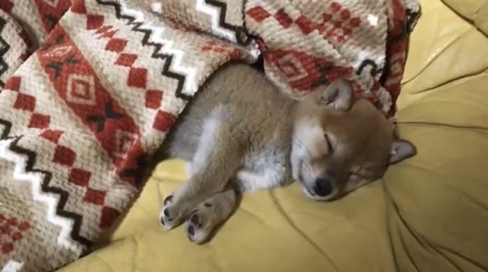 毛布を被って寝てる犬