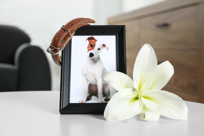 犬の写真と花と首輪