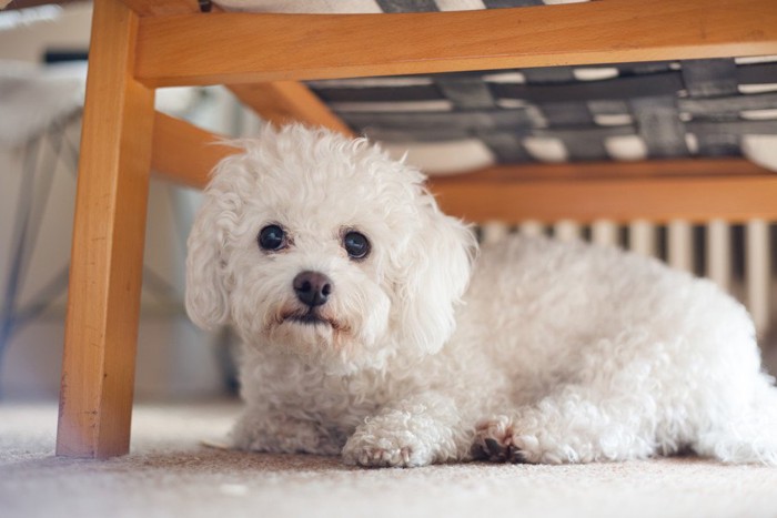 椅子の下にいる白い巻き毛の犬