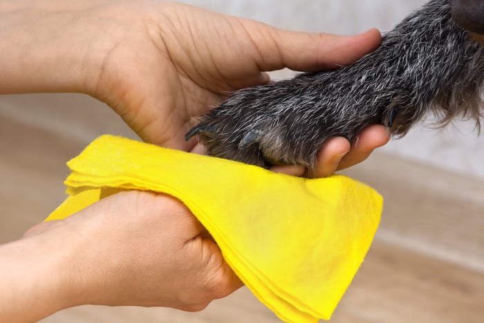 黄色い布で足を拭かれている犬