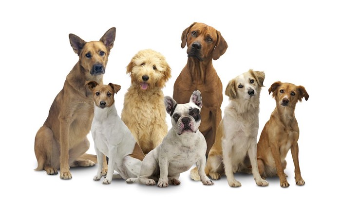 様々な犬種の7匹の犬
