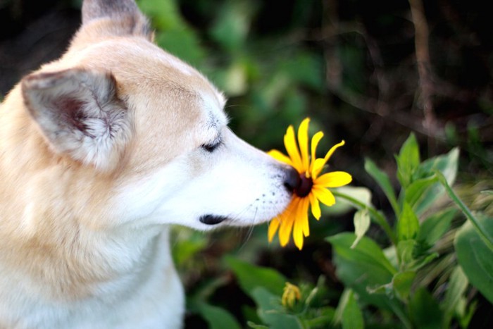 花の匂いを嗅いでいる犬