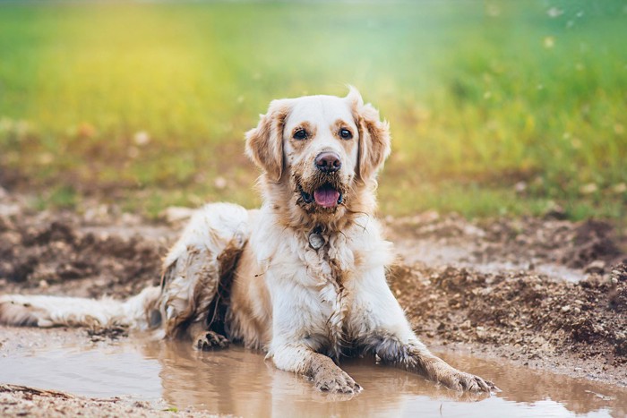 泥で汚れている犬