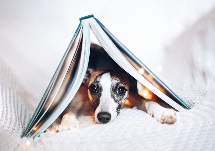 本の下に入る犬