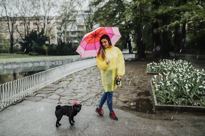 雨の日に散歩を楽しむ女性と犬