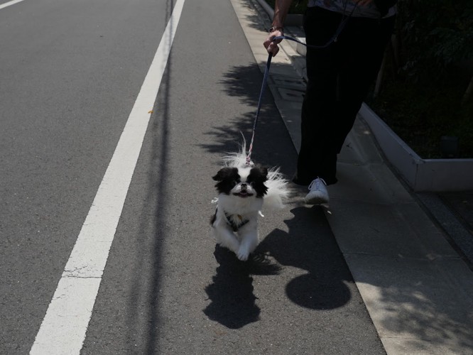 散歩中の犬