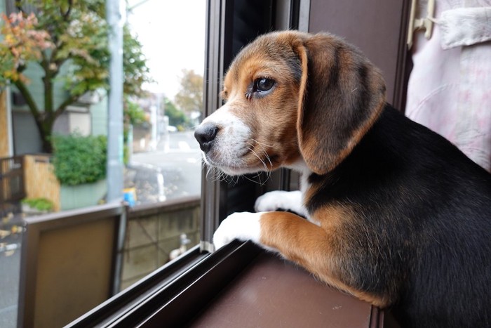 身を乗り出して窓の外を見つめる犬