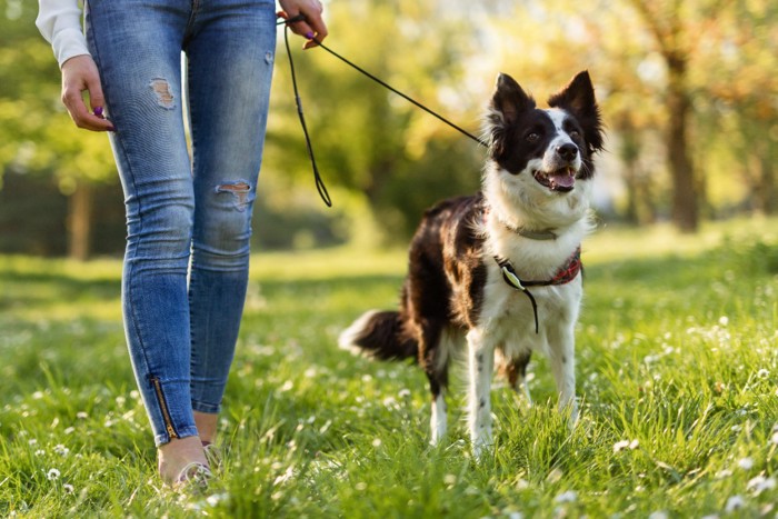草原を散歩する飼い主さんと犬