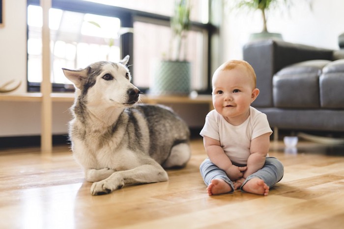 床に座る赤ちゃんとハスキー犬