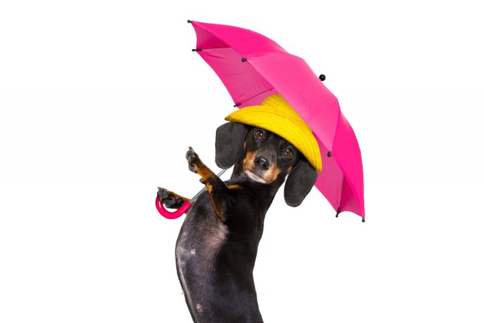 ピンクの傘をさす犬