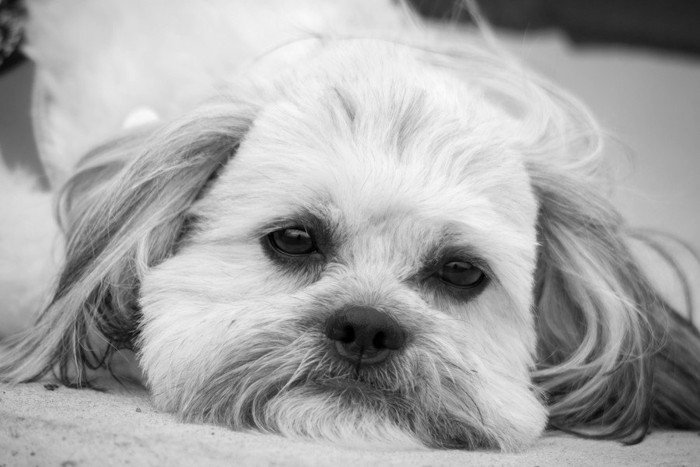 顎を地面につけている犬、モノクロ写真