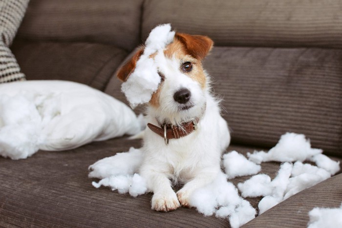 破壊したクッションの中綿を頭に乗せる犬