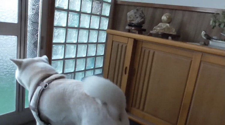 玄関で待機する秋田犬 