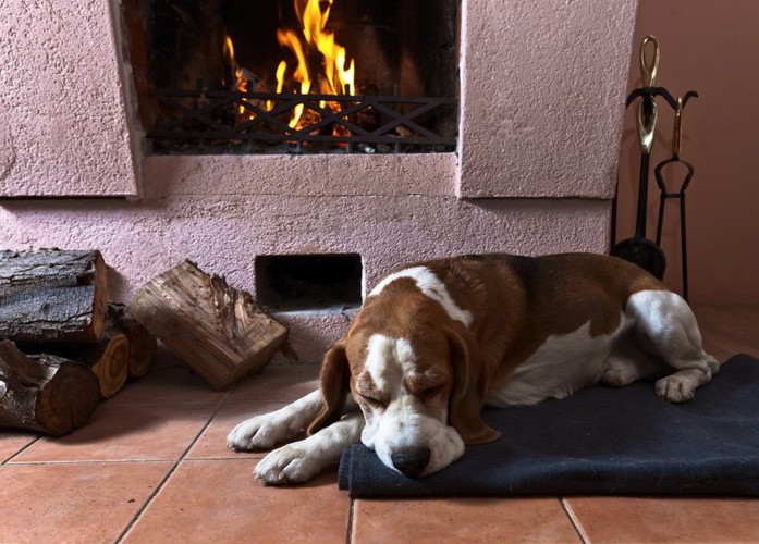 暖炉にあたっている犬