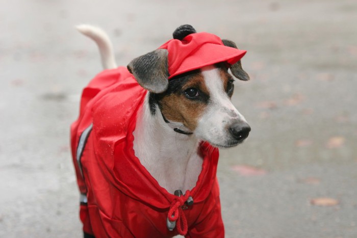 赤いレインコートを着た犬