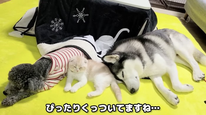 くっついて寝ているトイプードルとハスキー犬と子猫