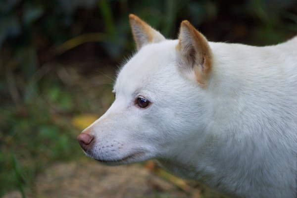 北海道犬の横顔