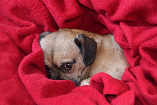 毛布にくるまりこちらを見ている怖がりな犬