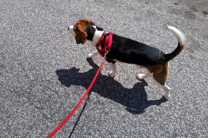夏の熱いアスファルトを散歩する犬